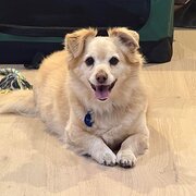 Home Owner wanting sitter in , Victoria