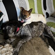 Home Owner wanting sitter in Halfway between Brisbane and the Gold Coast, Queensland