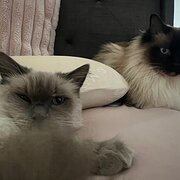 Home Owner wanting sitter in Melbourne , Victoria
