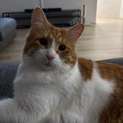 Home Owner wanting sitter in , Western Australia