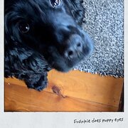 Home Owner wanting sitter in Sydney, New South Wales