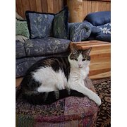 Home Owner wanting sitter in Perth, Western Australia