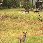 Home Owner wanting sitter in Grafton, New South Wales