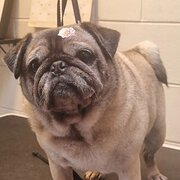 Home Owner wanting sitter in , Queensland