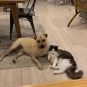Home Owner wanting sitter in , Western Australia