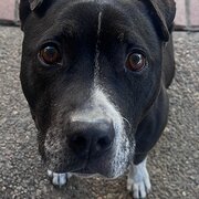 Home Owner wanting sitter in Brisbane , Queensland