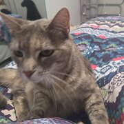 Home Owner wanting sitter in , New South Wales