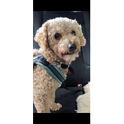 Home Owner wanting sitter in Blue Mountains (Sydney), New South Wales
