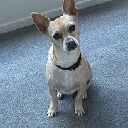 Home Owner wanting sitter in Burpengary East, Queensland