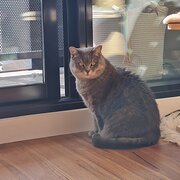 Home Owner wanting sitter in Melbourne cbd, Victoria