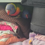 Home Owner wanting sitter in CBD Sydney, New South Wales