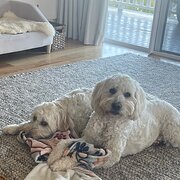 Home Owner wanting sitter in Nowra , New South Wales