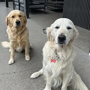 Home Owner wanting sitter in Albany, Western Australia