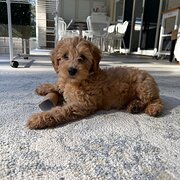 Home Owner wanting sitter in Newcastle , New South Wales