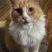 Home Owner wanting sitter in , New South Wales