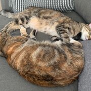 Home Owner wanting sitter in Brisbane, Queensland
