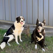 Home Owner wanting sitter in , New South Wales