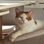 Home Owner wanting sitter in , Western Australia