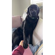 Home Owner wanting sitter in Bathurst, New South Wales