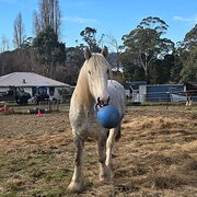 Home Owner wanting sitter in Hobart, Tasmania