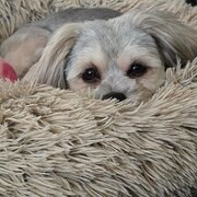 Home Owner wanting sitter in Newcastle , New South Wales