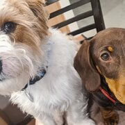 Home Owner wanting sitter in Hobart , Tasmania