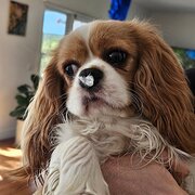 Home Owner wanting sitter in , Victoria