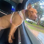 Home Owner wanting sitter in , New South Wales