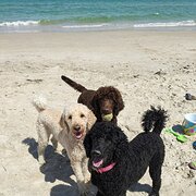 Home Owner wanting sitter in , Victoria
