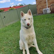 Home Owner wanting sitter in Brisbane , Queensland