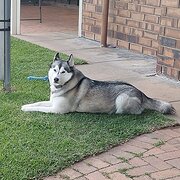 Home Owner wanting sitter in , South Australia