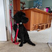 Home Owner wanting sitter in Launceston, Tasmania