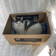 Home Owner wanting sitter in Newcastle, New South Wales