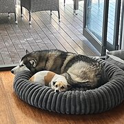 Home Owner wanting sitter in , New South Wales