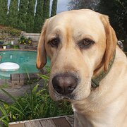 Home Owner wanting sitter in , Victoria