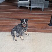 Home Owner wanting sitter in , Queensland