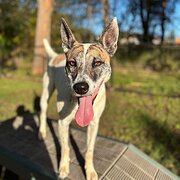 Home Owner wanting sitter in Brisbane, Queensland