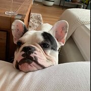 Home Owner wanting sitter in , South Australia