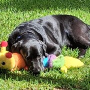 Home Owner wanting sitter in , New South Wales