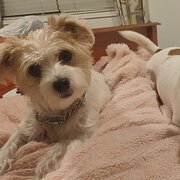 Home Owner wanting sitter in Brisbane, Queensland