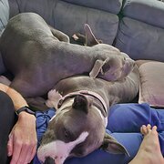 Home Owner wanting sitter in , Queensland