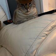 Home Owner wanting sitter in , Queensland