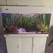 Home Owner wanting sitter in Wollongong, New South Wales