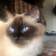 Home Owner wanting sitter in Sydney, New South Wales