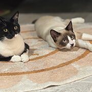 Home Owner wanting sitter in , Queensland