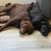 Home Owner wanting sitter in Gold Coast, Queensland