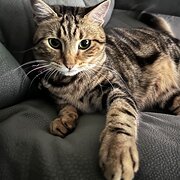Home Owner wanting sitter in Mandurah, Western Australia