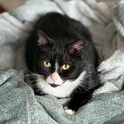 Home Owner wanting sitter in Brisbane, Queensland