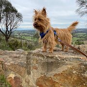 Home Owner wanting sitter in Adelaide, South Australia