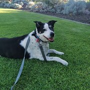 Home Owner wanting sitter in Perth, Western Australia